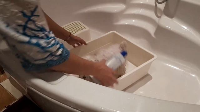 Уход за шерстью.Мальтезе. смотреть онлайн