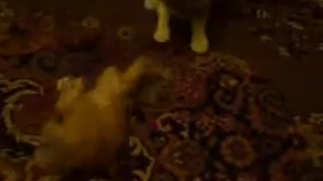 терлям терлям смотреть онлайн