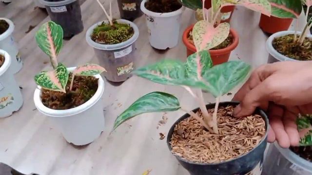 INILAH HARGA AGLONEMA TERMURAH MULAI 15RB TERBARU JENIS BABYAN SAMPAI DEWASA DI KOMPLEK TANAMAN HIA смотреть онлайн
