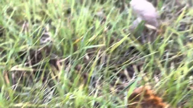 СОНЯ ЗАБОЛЕЛА. ПЕРЕЕХАЛИ НА ДАЧУ. смотреть онлайн