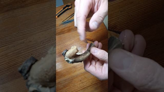 Оотека кладка богомола