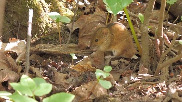 Field mice (Central Botanical Garden, Moscow) смотреть онлайн