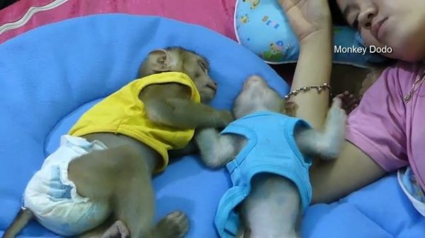 Baby Monkey Dodo | Mori Dodo Well Deep Sleeper At Night After Playing