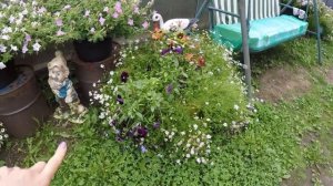 БРАХИКОМА- ОБЗОР ЦВЕТУЩЕГО РАСТЕНИЯ.2020