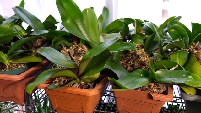 Почему не цветёт орхидея? Семь главных причин.