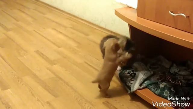 Щенок кокер спаниеля и котенок смотреть онлайн