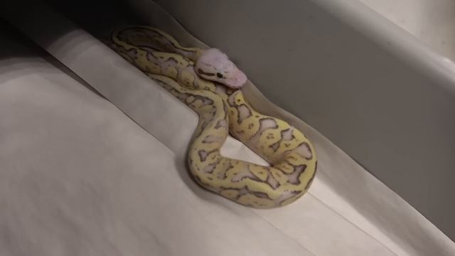 How I Feed My Hatchlings With High Success !! Feeding Ball Python Tips смотреть онлайн