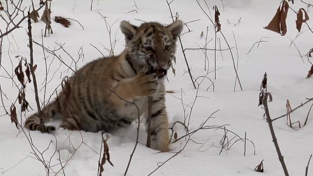 Тигренок смотреть онлайн
