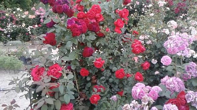 роза флорентина, питомник роз полины козловой, rozarium.biz смотреть онлайн