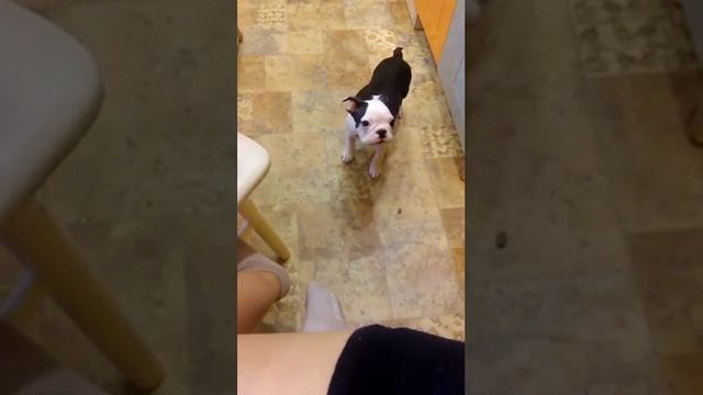 Бостон терьер Боня, не чувствует сытости и просит ещё. смотреть онлайн