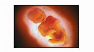 24 Двадцать четвертая неделя беременности