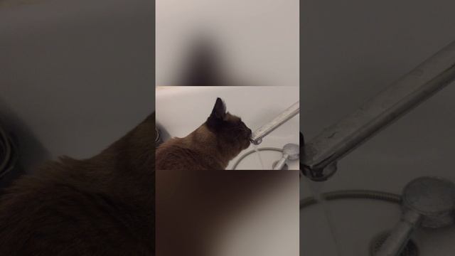 Котик лакает воду из под крана смотреть онлайн