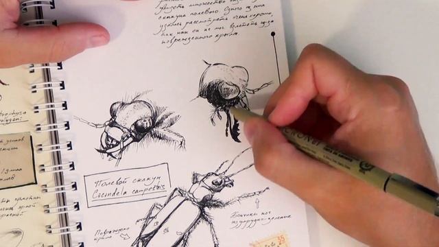 Ботанический скетч №1 - Рисунки жука в скетчбуке (наброски, скетчи) смотреть онлайн