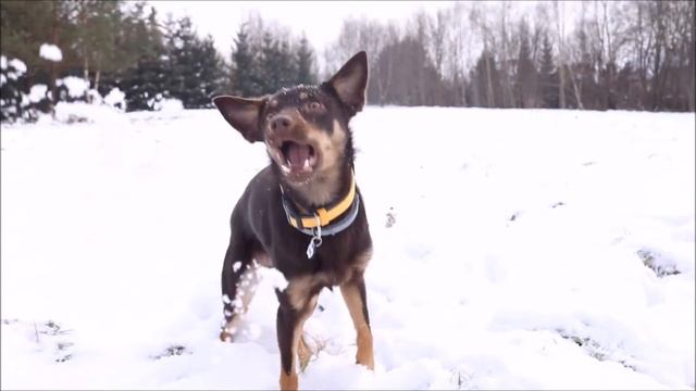 ※ Oshee - Australian Kelpie - 10 months | tricks ※ смотреть онлайн