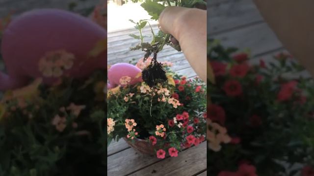 How to root verbena and other trailing plants. смотреть онлайн