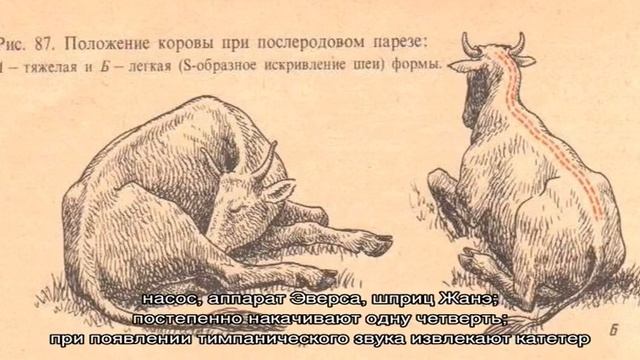Лечение и профилактика пареза у коров смотреть онлайн