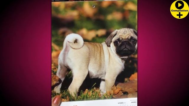 PHOTOSHOP FAILS THAT ARE SO HORRIBLE смотреть онлайн