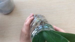 Восстановить тургор листьев у фаленопсиса? Легко!