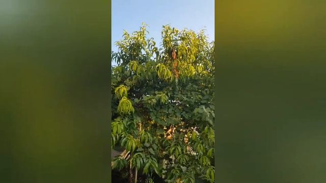 30. 1 рассказ из одной главы моей книги о жизни в Бельгии. смотреть онлайн