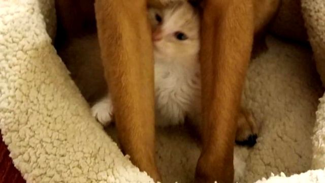Собака нашла маленьких бездомных котят и начала сама их выхаживать смотреть онлайн