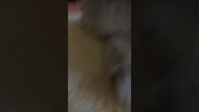 когда каждый день соседи шумят. 🤣😂