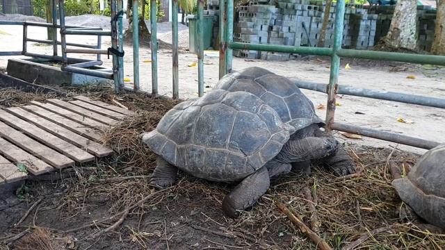Черепахи.Сейшельские острова. смотреть онлайн