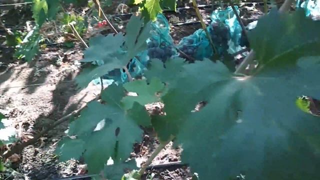 Виноград Диво-2018 . Ультраранний (15.07-20.07) смотреть онлайн