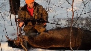 Охота на лося загоном с егерем. Выстрел по лосю из карабина Вепрь 129. Лось трехлеток с рогами