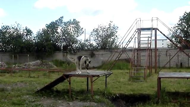Восточноевропейская овчарка Юджин де Лютвинс 2007 год смотреть онлайн