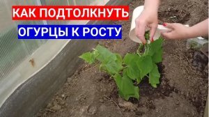 КАК ПОДТОЛКНУТЬ ОГУРЦЫ К РОСТУ - В ЛУНКУ ПРИ  ПОСАДКЕ ПОЛОЖИТЕ ЭТОТ СОСТАВ
