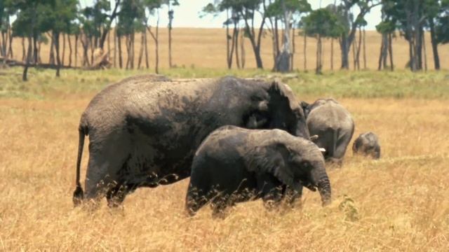 My Animal Friends - Amazing Elephants | Animals for Kids | Wizz | TV Shows for Kids смотреть онлайн