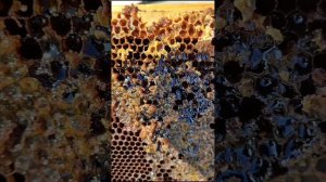 Как избавиться от меда в старых рамках. Отдал пчелиные рамки на разграбление пчелам. Смотрим.