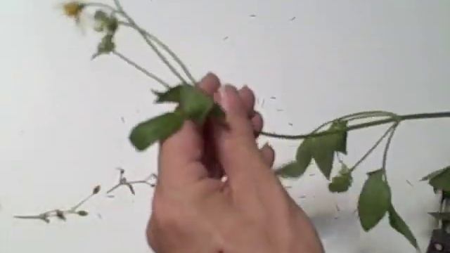 EatTheWeeds: Episode 75: Spanish Needles, Bidens смотреть онлайн