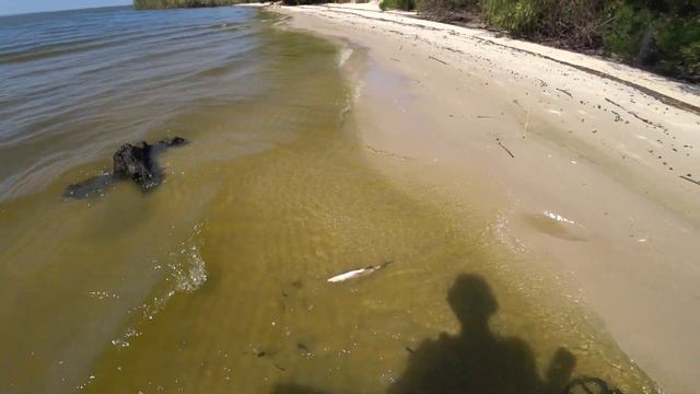 Пляжный коп металлолома с МД Nokta Makro Simplex plus. смотреть онлайн