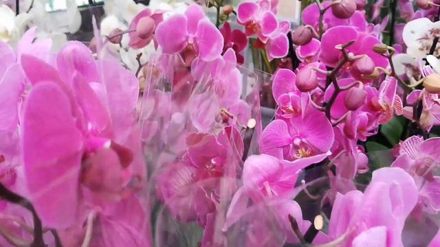 Вот это море орхидей. Шоу продолжается в магазине Бауцентр г. Омск. смотреть онлайн