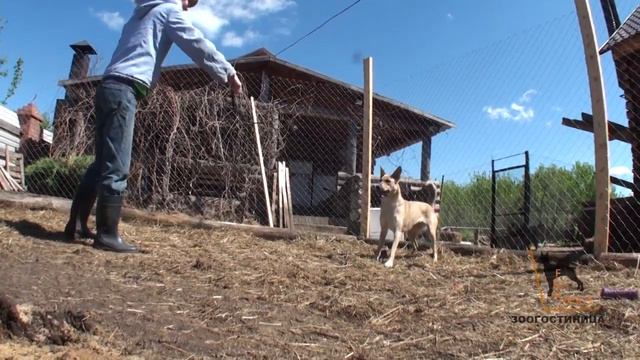 Передержка ForDogs. Самара. Тольятти: наш гость Юта дворянка смотреть онлайн