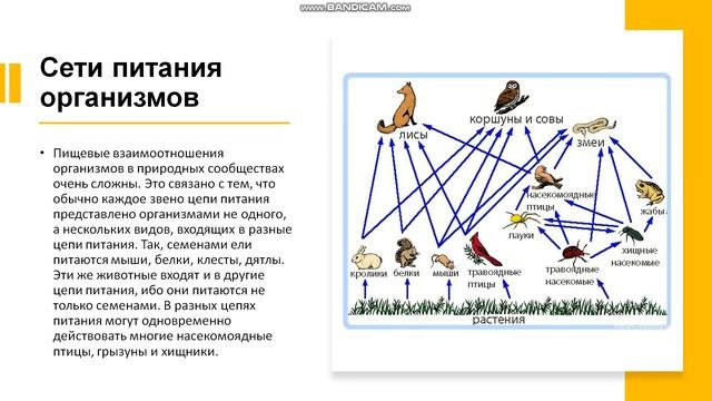 9 класс. Круговорот веществ и поток энергии в биогеоценозах. Продукция биогеоценозов смотреть онлайн