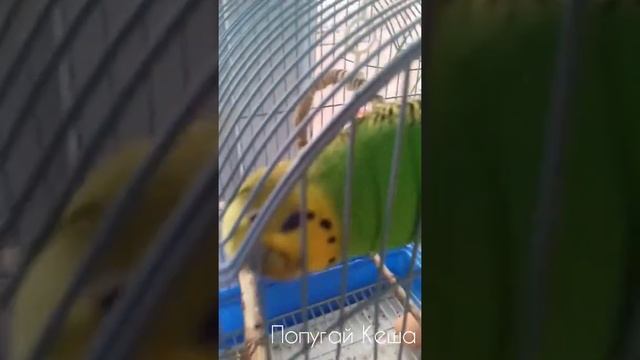 ?Попугай Кеша | говорит "Привет, Кеша, Катюша,волнистик? смотреть онлайн
