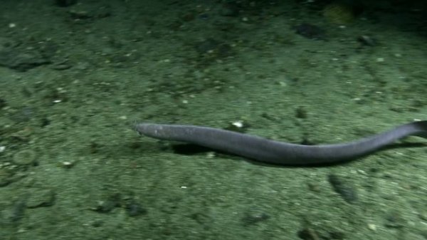 Чудеса океана. Хищник или жертва / Документальный фильм National Geographic