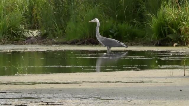 Лес  - дом для животных и птиц , веди себя как гость.