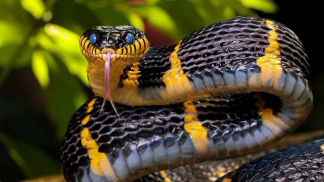 что делать если вы подали к змее слишком близко и она шипит на вас смотреть онлайн