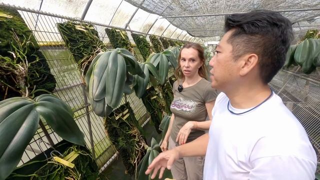 Гигантский фаленопсис будет цвести! смотреть онлайн