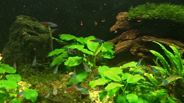 Кормление неончиков смотреть онлайн