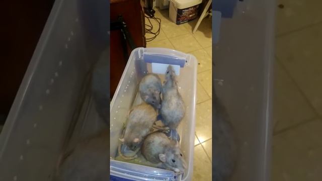 Friendly Devon Rex Dumbo Rat Males смотреть онлайн