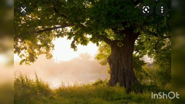 Дуб стихотворение смотреть онлайн