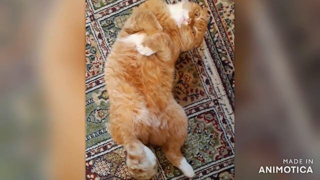 Кот из Шрека. Наш кот Василий! Vasiliy sleeping. El gato Vasiliy. смотреть онлайн