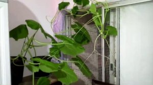 Как я дома вырастил тыкву