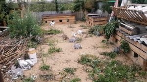 ВЫГУЛ ДЛЯ КРОЛИКОВ, СВОБОДУ УШАСТЫМ!!!!!!! Kroliki na svobode, rabbit walking,