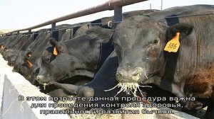 Сколько весит бык