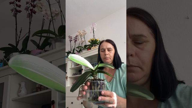 КОГДА НАДА УДОБРЯТЬ ?ОРХИДЕИ ? смотреть онлайн